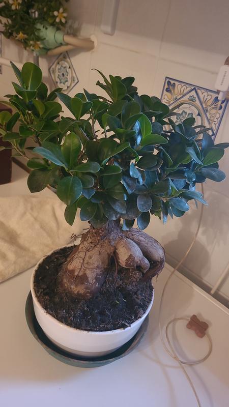 Revisione aperta modale 1 su 1