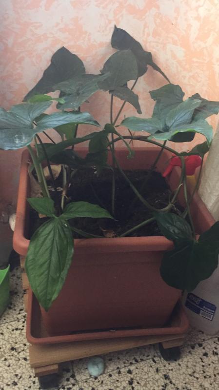 Revisione aperta modale 4 su 5