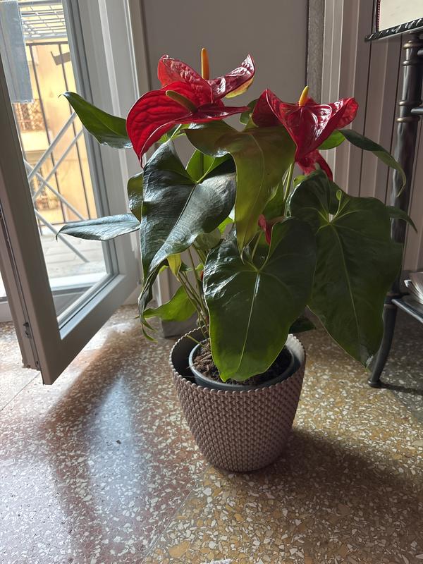 Revisione aperta modale 1 su 1