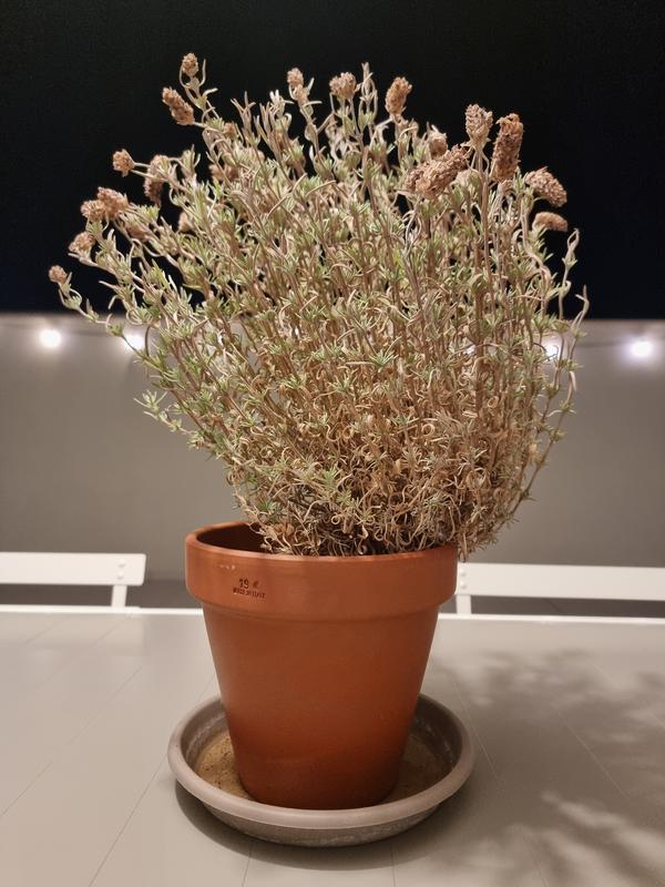 Revisione aperta modale 1 su 1