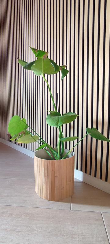 Revisione aperta modale 2 su 2