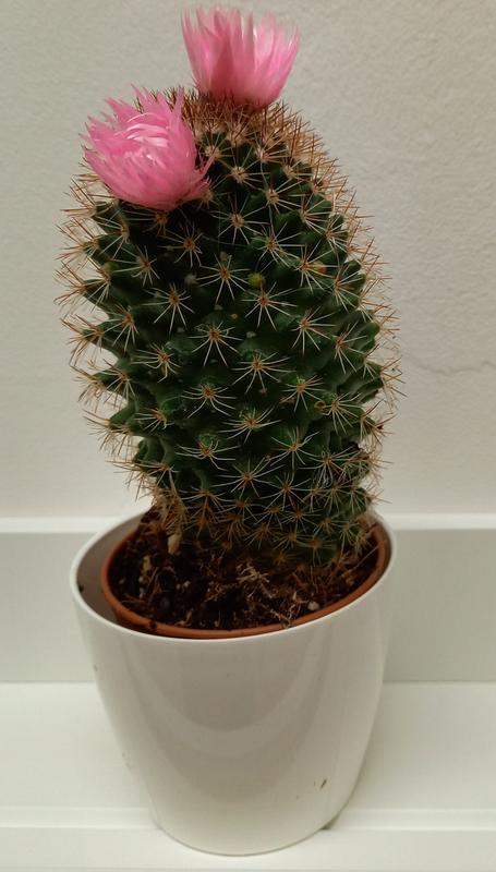 Revisione aperta modale 2 su 3