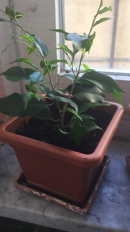 Revisione aperta modale 3 su 5