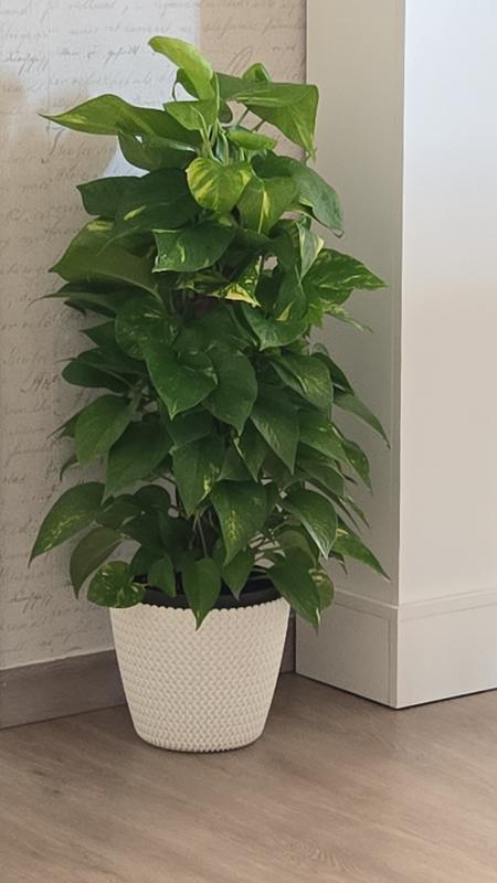 Revisione aperta modale 1 su 1