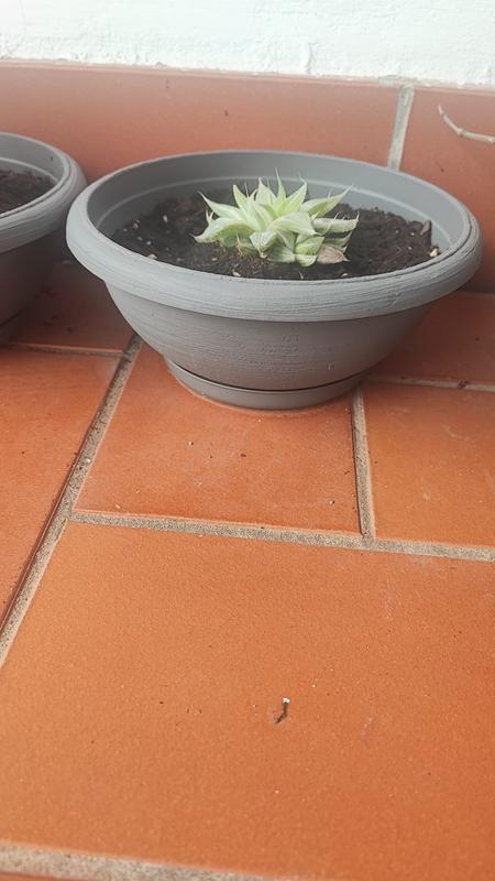 Revisione aperta modale 1 su 1