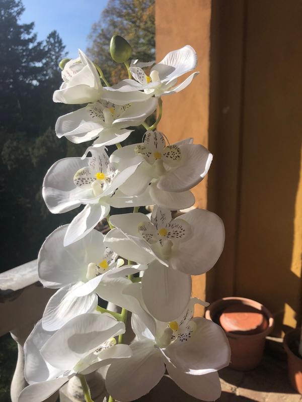 Revisione aperta modale 1 su 3