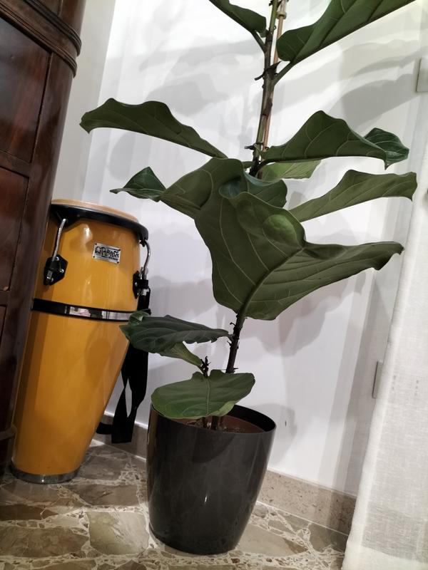 Revisione aperta modale 1 su 1