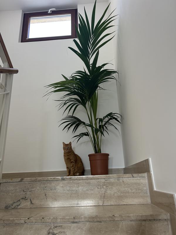 Revisione aperta modale 1 su 1