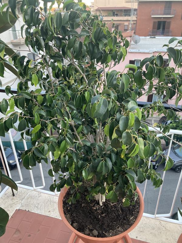 Revisione aperta modale 1 su 1