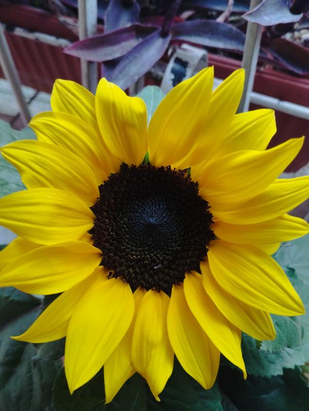 Revisione aperta modale 1 su 1