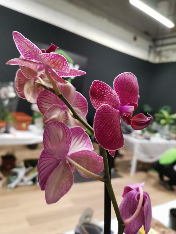 Revisione aperta modale 2 su 2