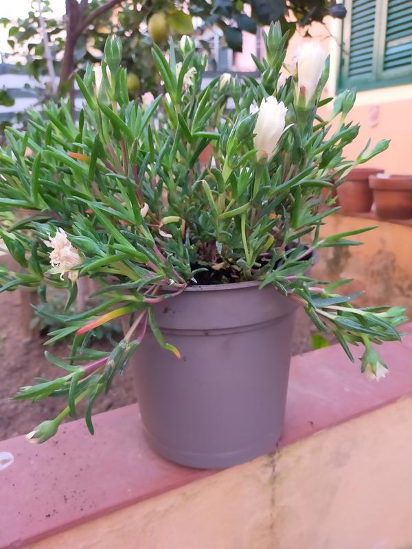 Revisione aperta modale 1 su 2