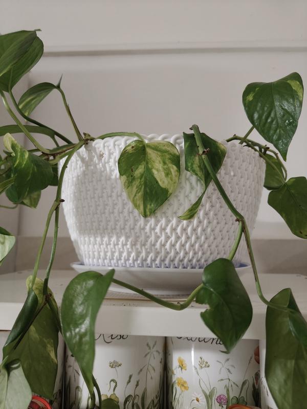 Revisione aperta modale 1 su 1