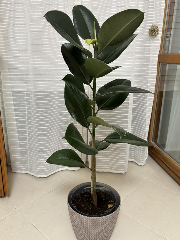 Revisione aperta modale 1 su 1