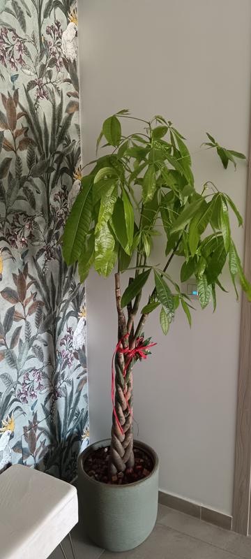 Revisione aperta modale 2 su 2