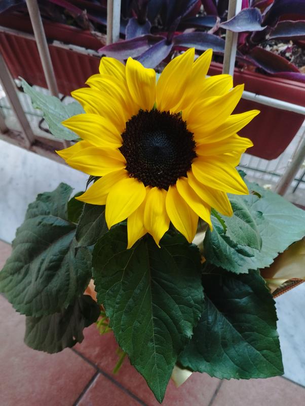 Revisione aperta modale 1 su 1