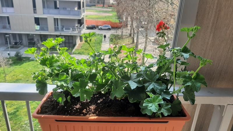 Revisione aperta modale 1 su 2