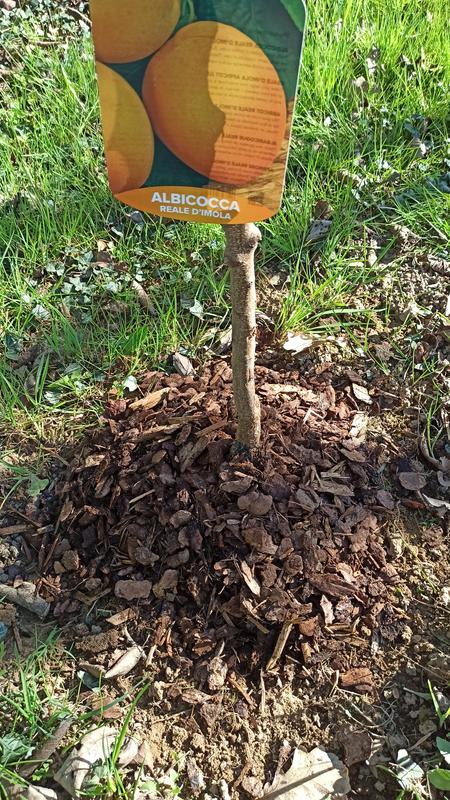 Revisione aperta modale 1 su 2