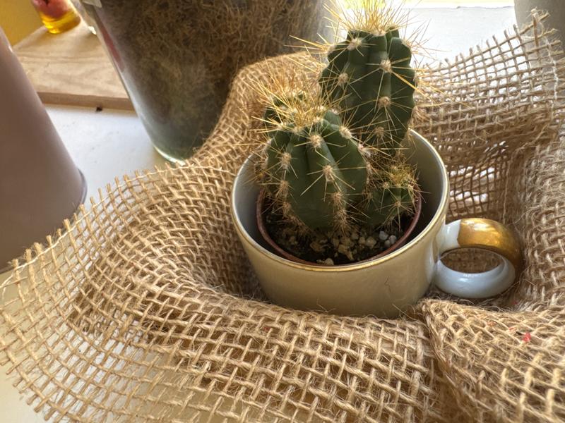 Revisione aperta modale 1 su 1