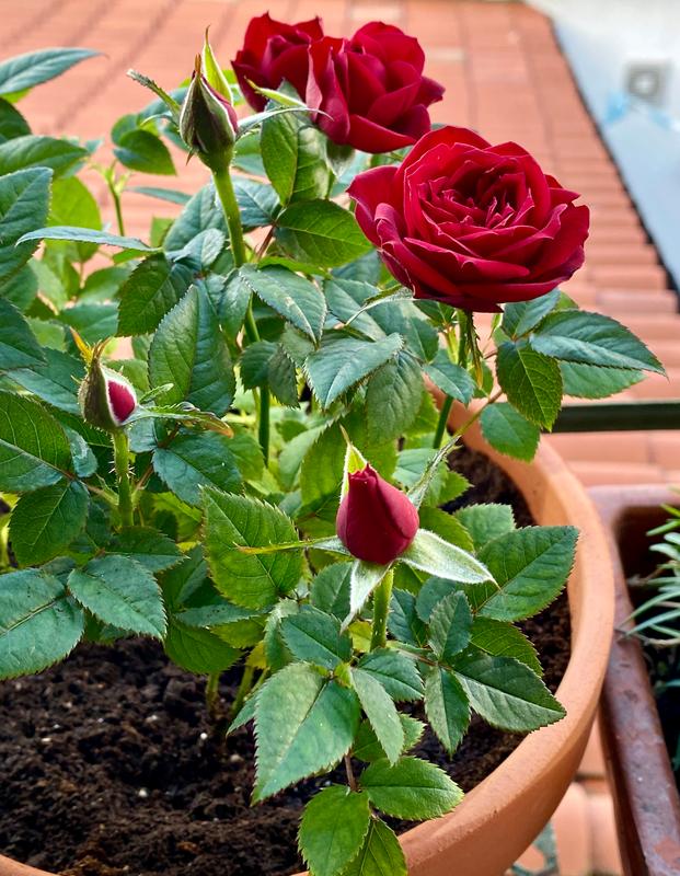 Revisione aperta modale 1 su 1