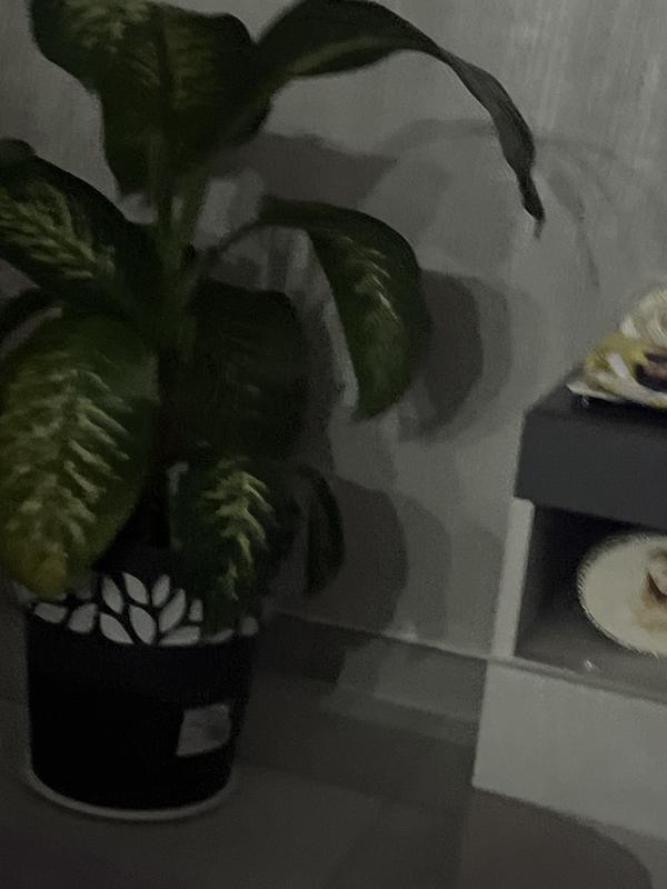 Revisione aperta modale 1 su 1