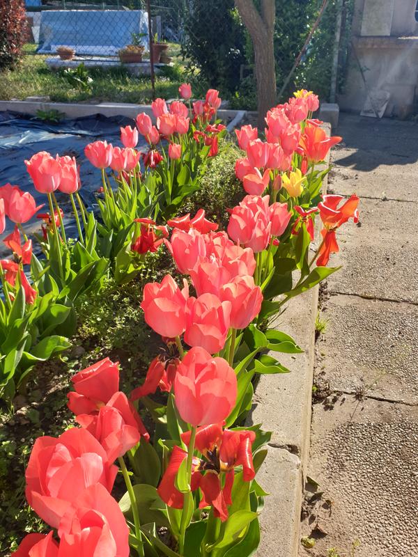 Revisione aperta modale 1 su 1