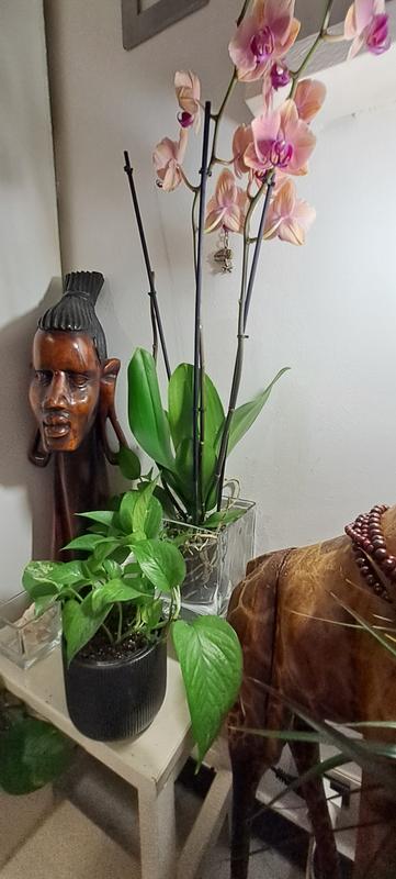 Revisione aperta modale 2 su 2