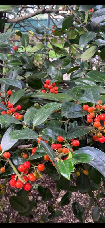 Revisione aperta modale 5 su 6