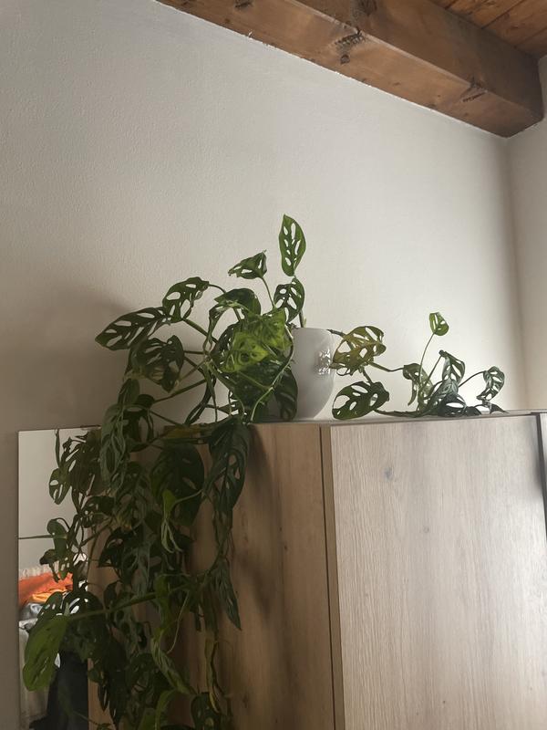 Revisione aperta modale 2 su 2