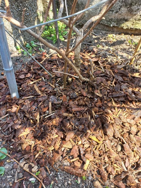 Revisione aperta modale 4 su 4