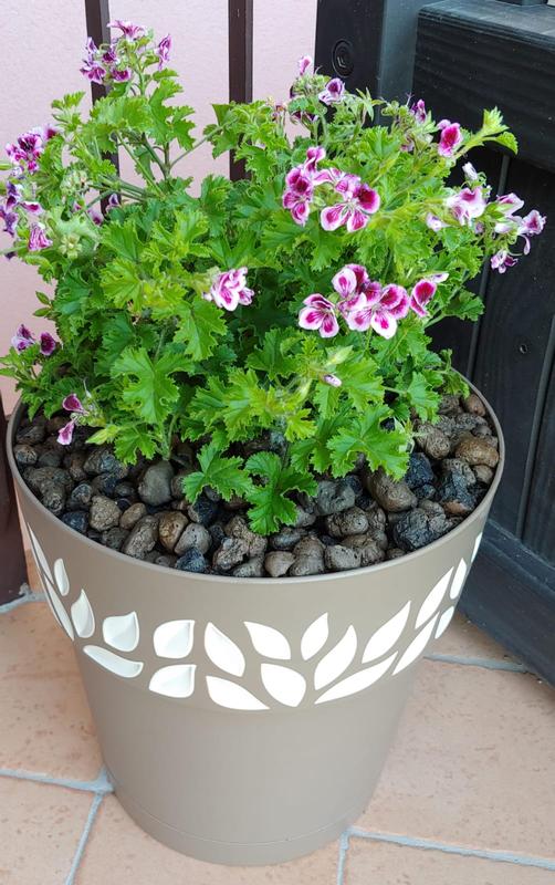 Revisione aperta modale 1 su 1