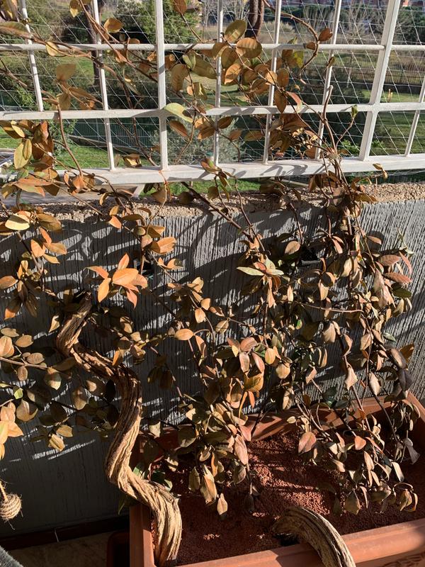 Revisione aperta modale 1 su 1