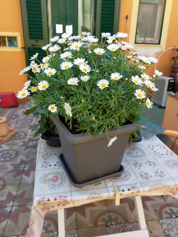 Revisione aperta modale 1 su 2