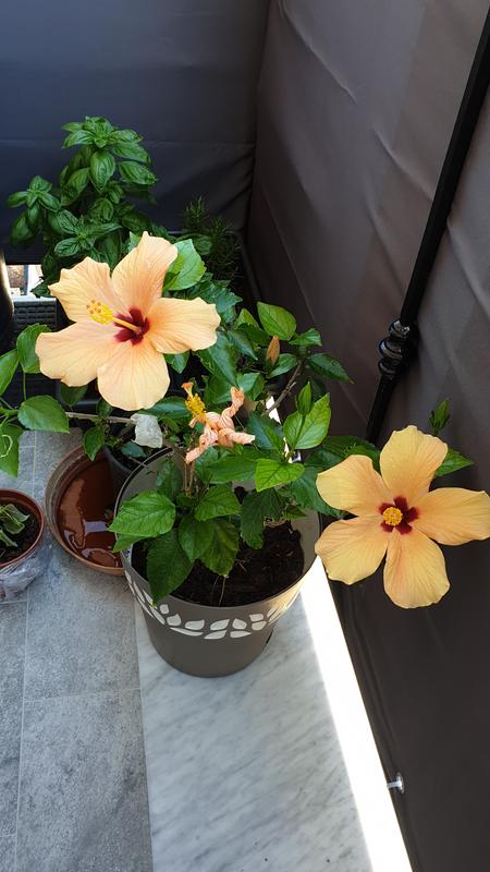 Revisione aperta modale 1 su 1