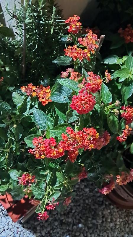 Revisione aperta modale 1 su 1