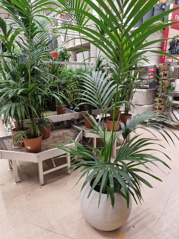 Revisione aperta modale 1 su 2