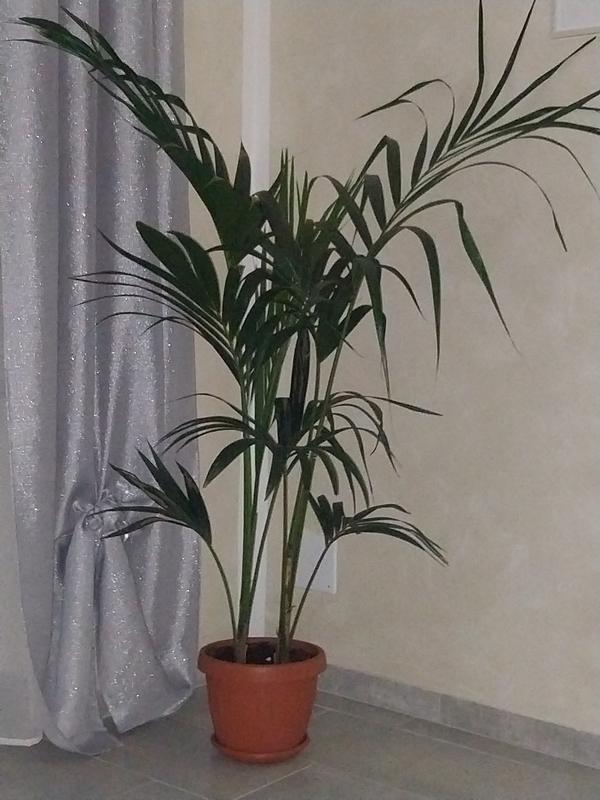 Revisione aperta modale 1 su 1