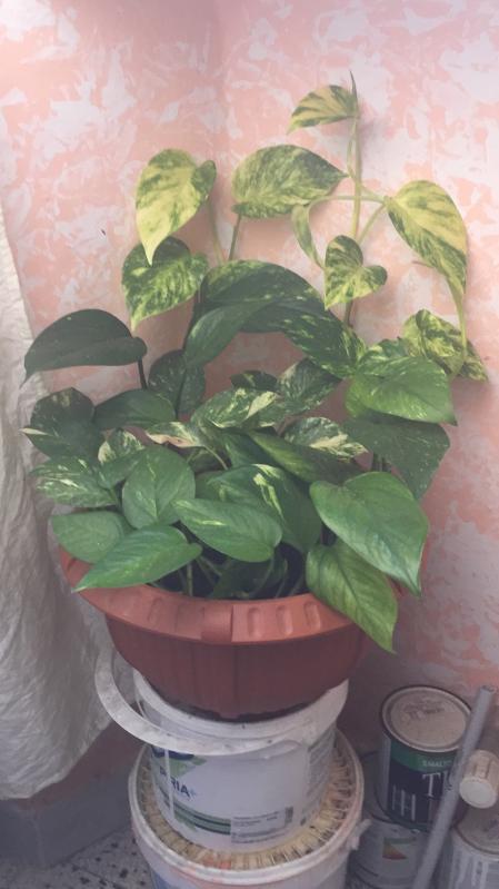 Revisione aperta modale 2 su 5