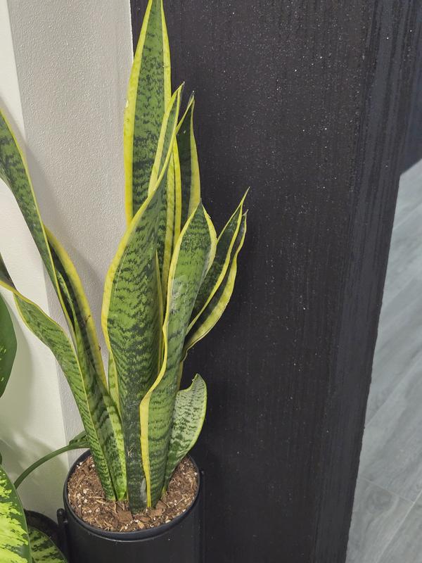 Revisione aperta modale 1 su 1