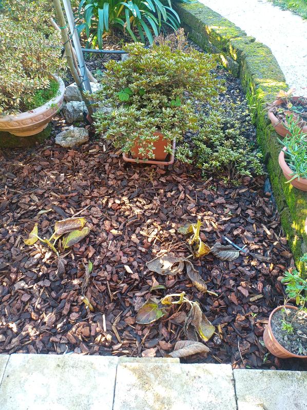 Revisione aperta modale 1 su 1