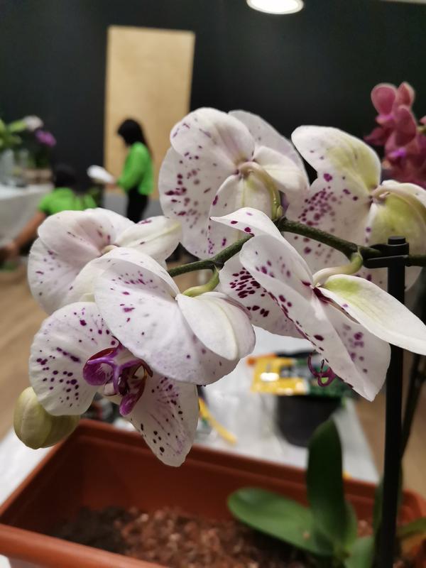 Revisione aperta modale 1 su 2