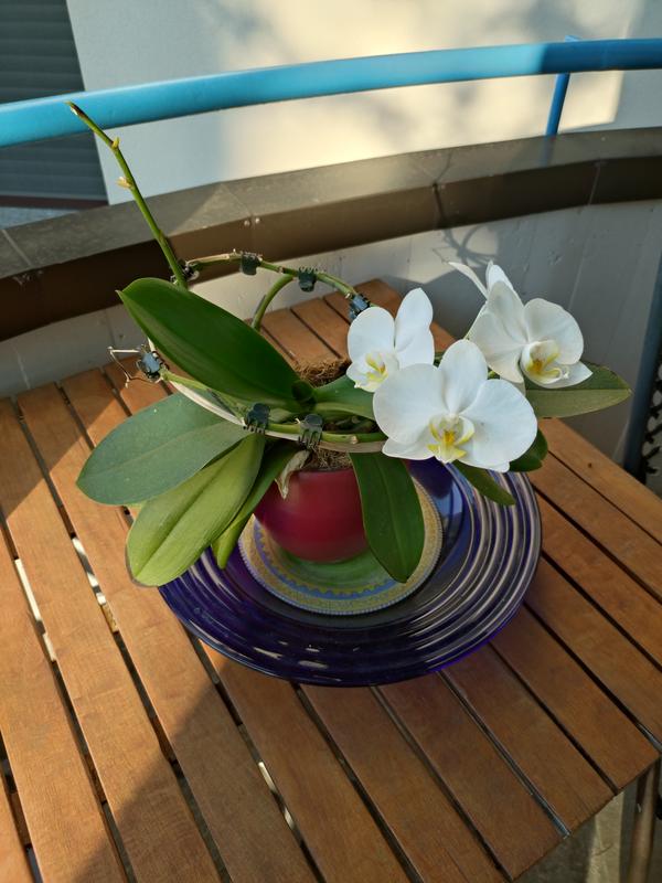 Revisione aperta modale 1 su 1