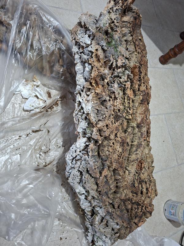 Revisione aperta modale 2 su 2