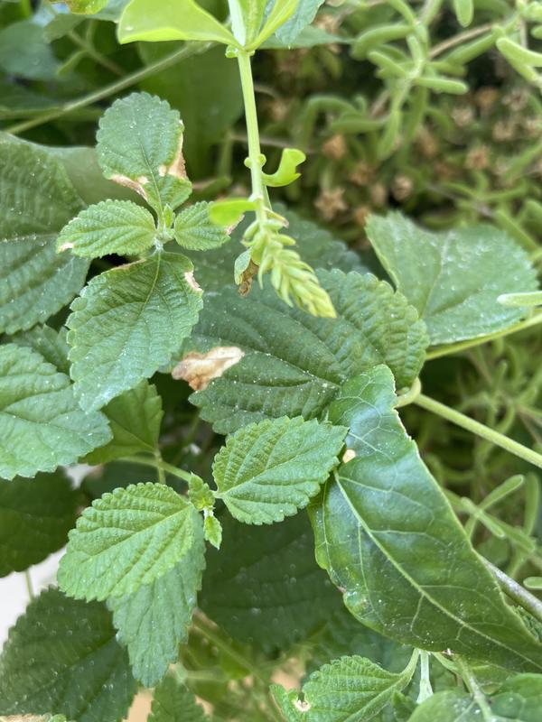 Revisione aperta modale 1 su 1