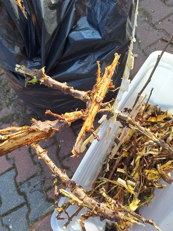 Revisione aperta modale 1 su 4