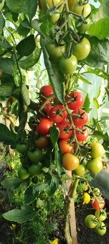 Otwórz okno opinii 1 na stronie 1