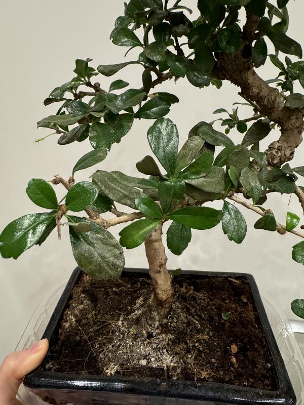 Otwórz okno opinii 4 na stronie 6