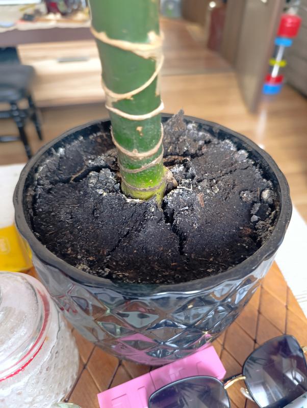 Otwórz okno opinii 1 na stronie 1