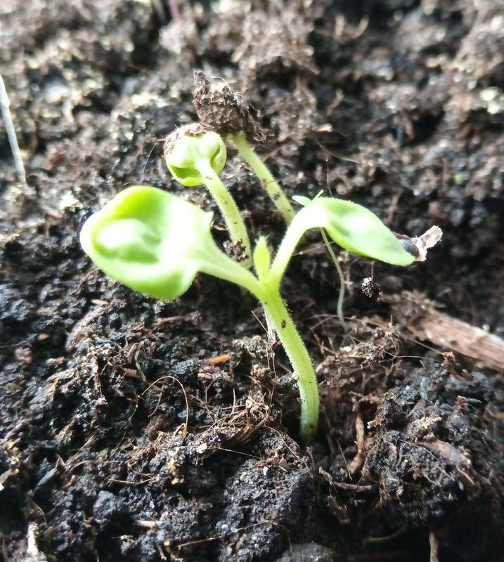 Otwórz okno opinii 1 na stronie 1