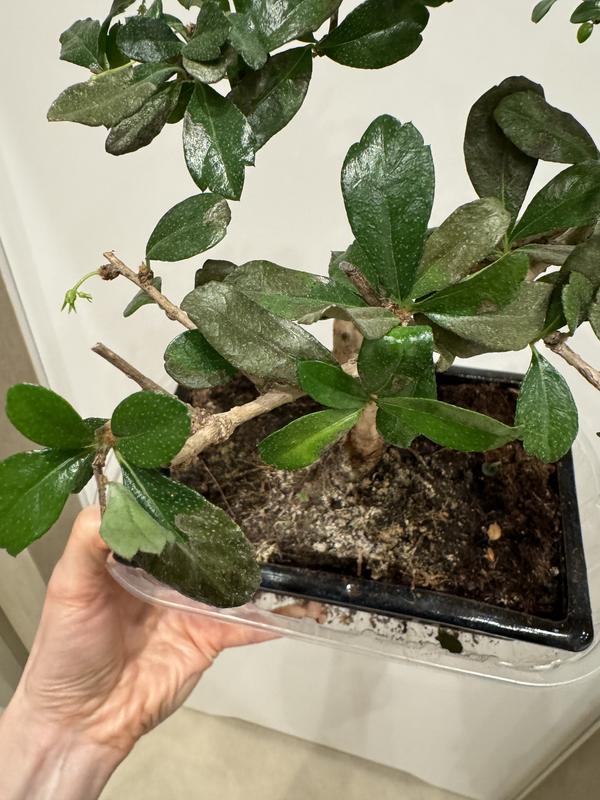 Otwórz okno opinii 5 na stronie 6